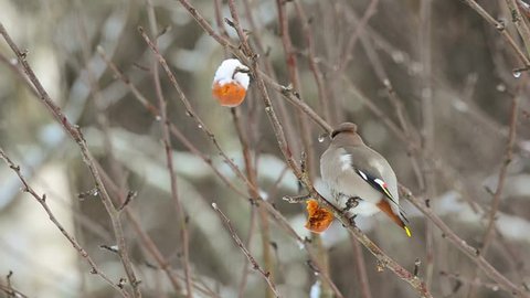 Bohemian waxwing sitting in a tree eating rotten apple in winter time