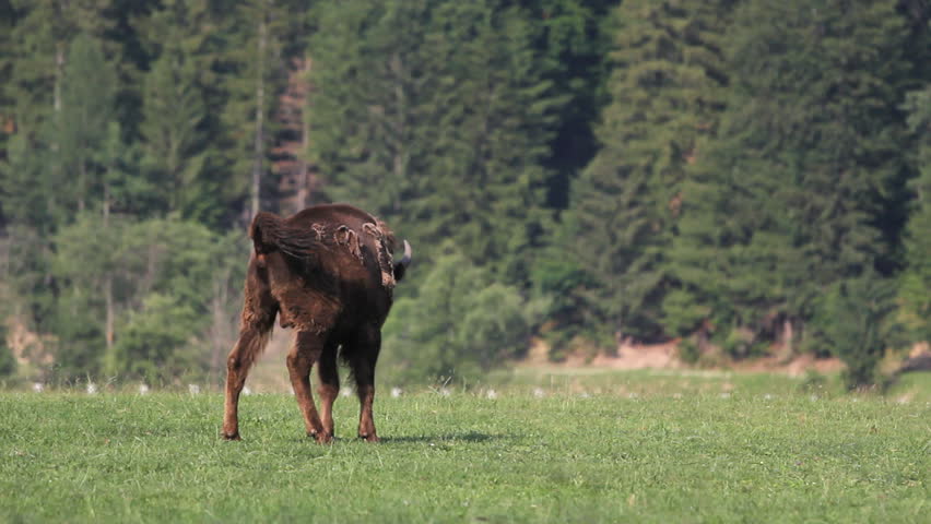 Dirty view, single bison, aurochs, poop in nature