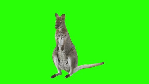 Kangaroo in front of green screen looks at the camera and hops right leaving the scene. Shot with red camera. Ready to be keyed.