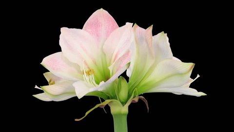 Time-lapse of opening amaryllis "Apple Blossom" Christmas flower 3x1 in PNG+ format with ALPHA transparency channel isolated on black background
