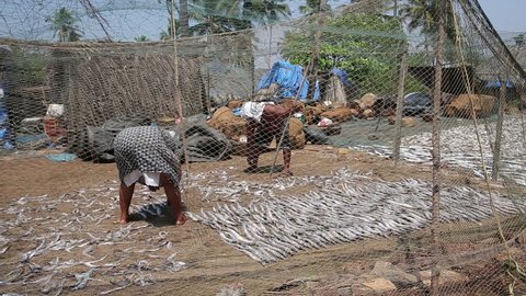 GOA, INDIA - APRIL 2013: Two local people, man and woman, drying fish on beach