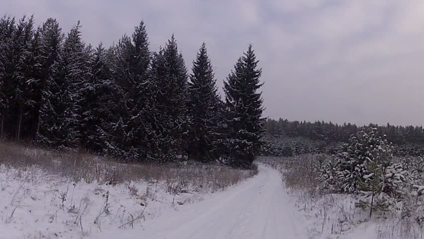 winter forest road