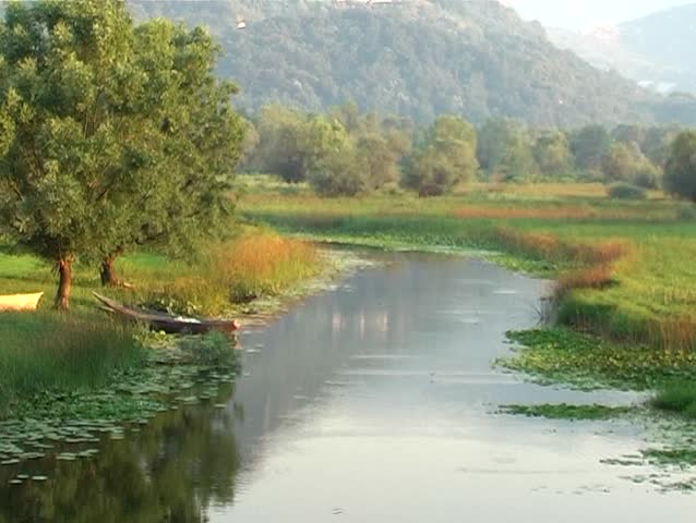 tree on the river
