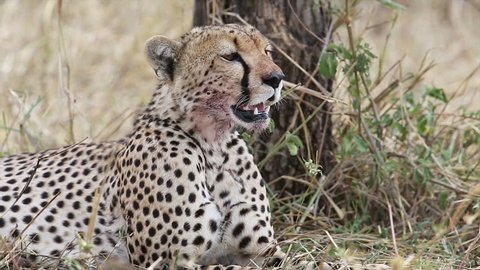 Cheetah rests after a kill. Filmed in Serengeti in Tanzania, Africa.