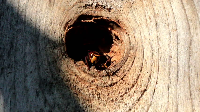 Bee going out of the hole in the trunk and crawling on the trunk instead of flying withing the tree.