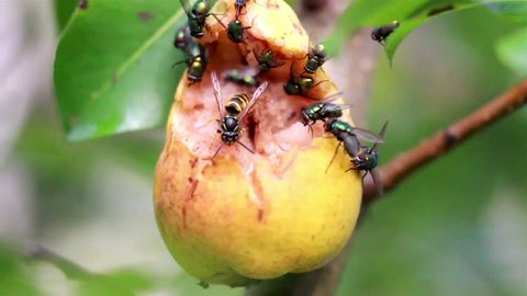 Hymenoptera wasp bees and flies flocking on rotten fruit that is still attached to the tree branch. It must have been eaten by the birds then the insects.
