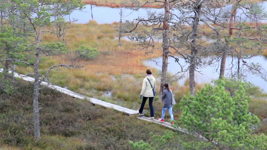 Five people walking on the wooden trail found in the middle of the bog swamp marsh land that is surrounded by number of trees.