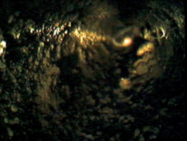 Eastern Mole Tunnel Cam