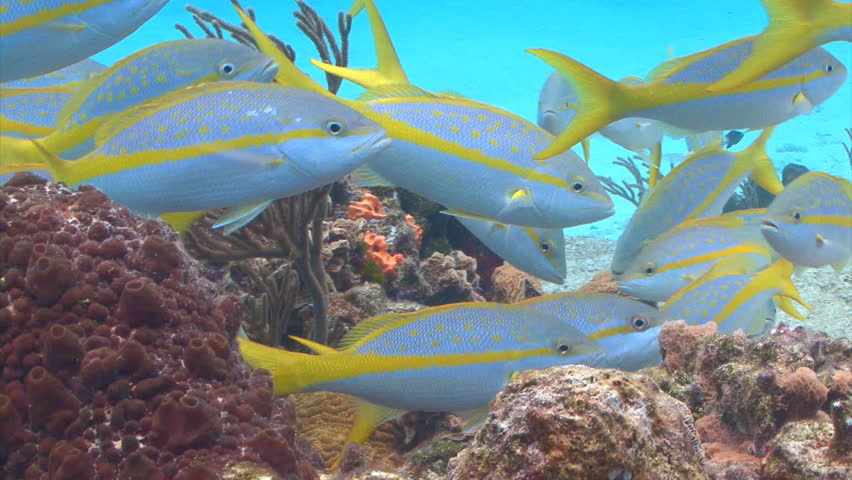 School of yellow striped fish feeding from a tropical coral reef