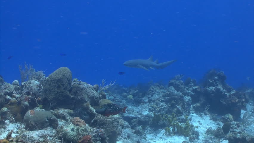 Nurse shark swimming over a coral reef in Cozumel, Mexico