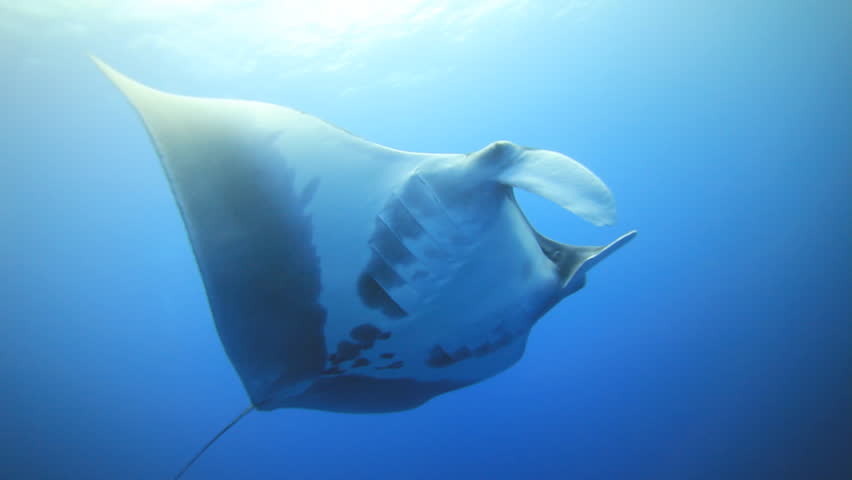 Manta ray swimming toward camera