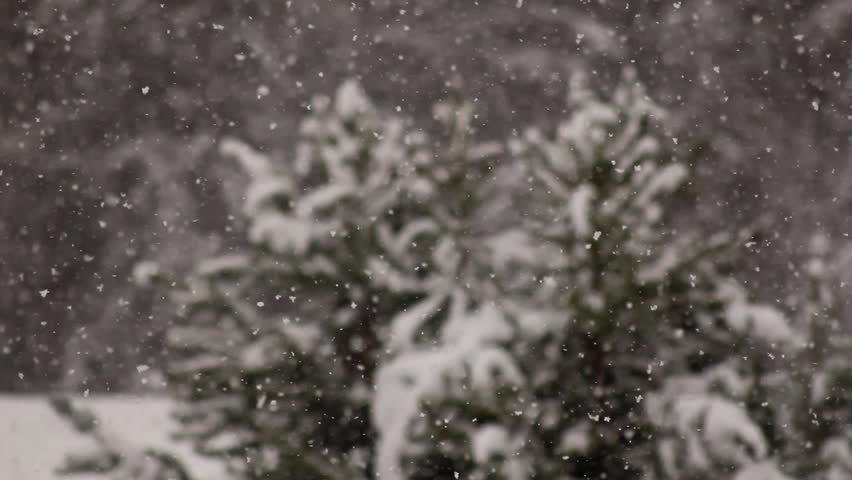 Snowing on christmas trees in the forest, into focus