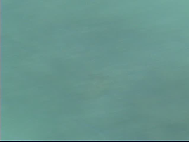 Turtle comes up from the ocean then dips back down disappearing below the green ocean
