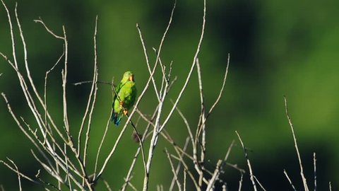 Vernal hanging Parrot 