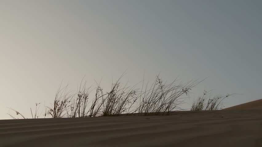 Desert grasses blow in the wind 