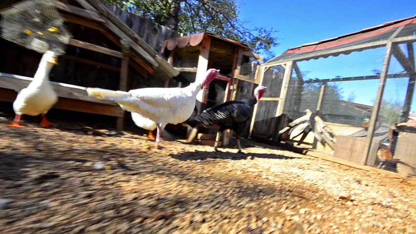 farm of birds, chicken, goose, cock, duck, animal pov