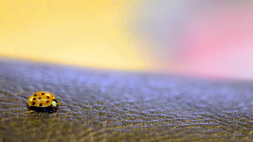 Ladybird - Stock Video. Ladybug horizon crawling against light background
