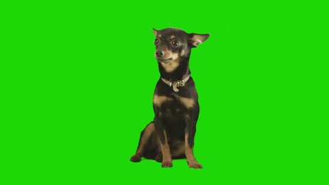Pack of two. Black small dog sits and looks arround excited on green screen. Shot with Red camera. Ready to be keyed. 