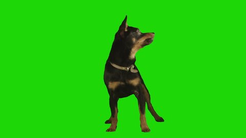 Pack of two. Standing black small dog looks arround and up excited on green screen. Shot with Red camera. Ready to be keyed. Pack of two different videos