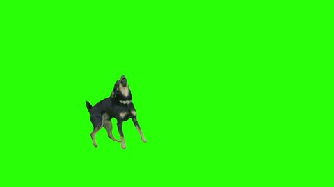 Pack of two. Black small dog exits frame jumping arround excited on green screen. Shot with Red camera. Ready to be keyed. 