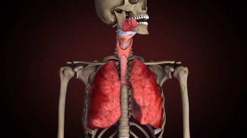 Lungs of smoker, turns from healthy to sick
