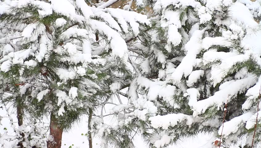 Snowflakes on pine tree. Snow covered pine tree and gentle snow falling
