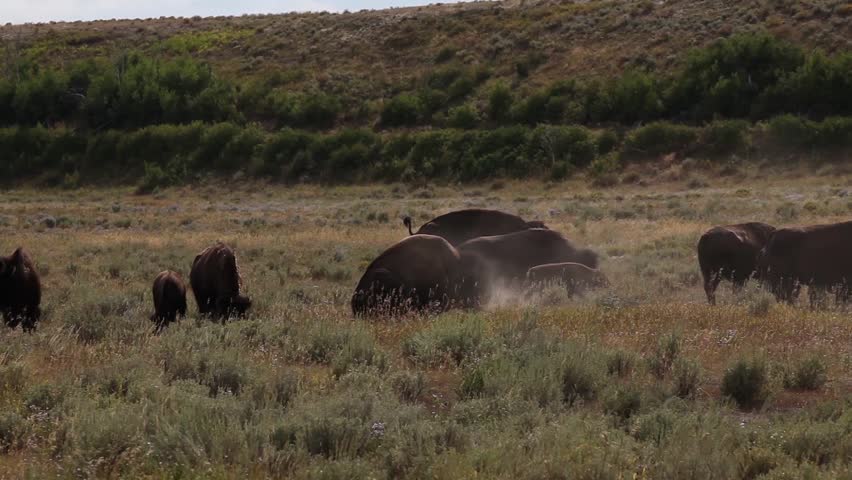 Bison ( bison bison )