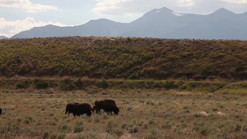 Bison ( bison bison )