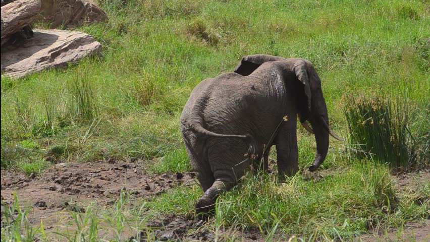 elephant hd videos 1080p elephant hd videos 1080p
