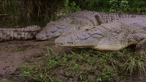 Arba Minch Lake Chamo Ethiopia Africa Crocodile Market crocs in water danger with close encounter