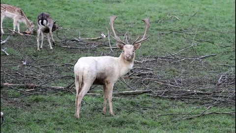White Fallow Deer Buck