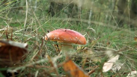Amanita with orange hat without spots