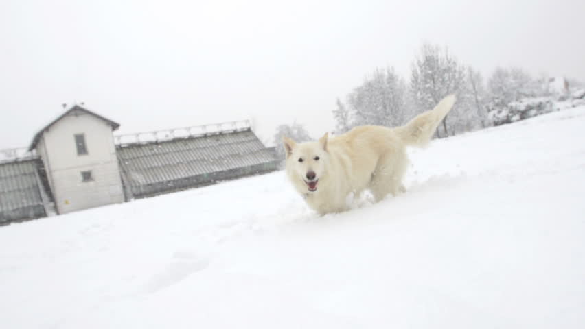 Slow Motion Of White Swiss Shepherd Trudging High Fresh Snow And Approaching Its