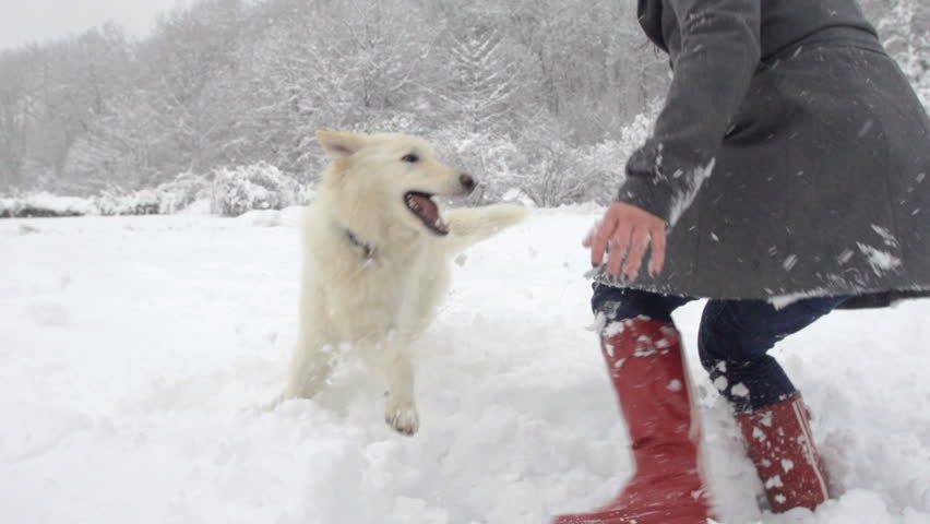 Slow Motion Of White Swiss Shepherd Dog And Young Woman Playing In Snow Covered