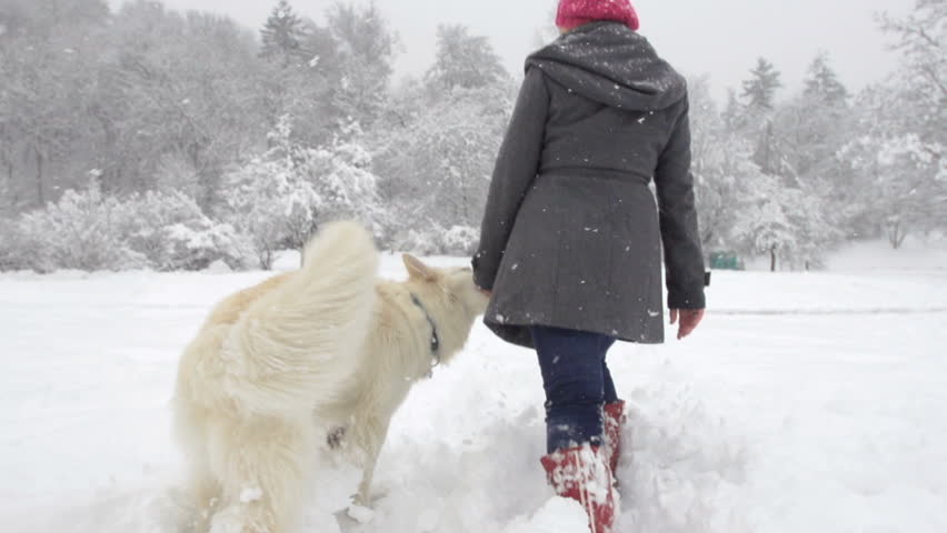 Slow Motion Rear View Of White Swiss Shepherd Dog Out In The Snow With HIs Owner