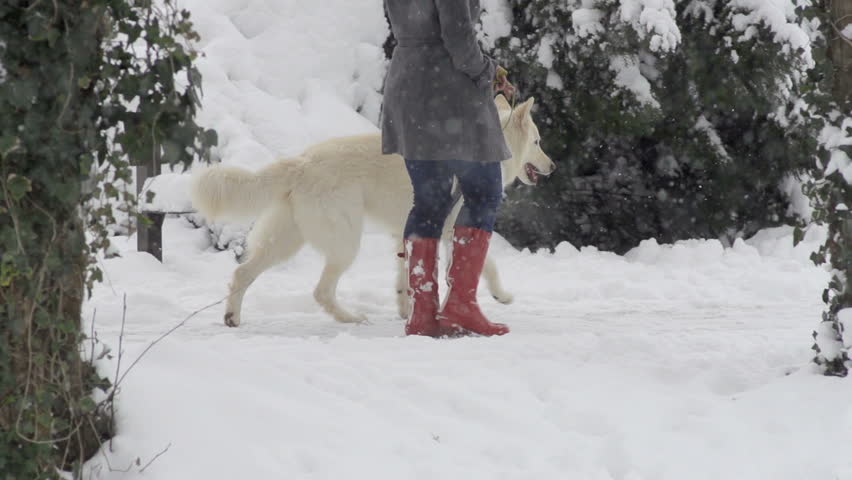 Slow Motion Of A Woman Wearing Red Boots Walking Her White Swiss Shepherd Dog On