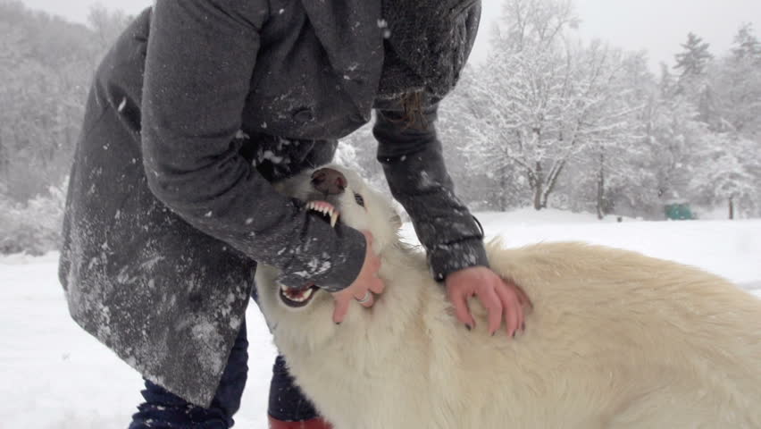 Slow Motion Of White Swiss Shepherd Dog Biting The Hand Of Its Owner To Show All