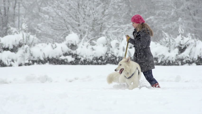 Slow Motion Of A Young Woman Walking Her Beautiful White Swiss Shepherd Dog On A