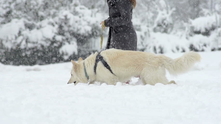 Slow Motion Of A White Swiss Shepherd Dog On The Walk In Snow Covered Park On A