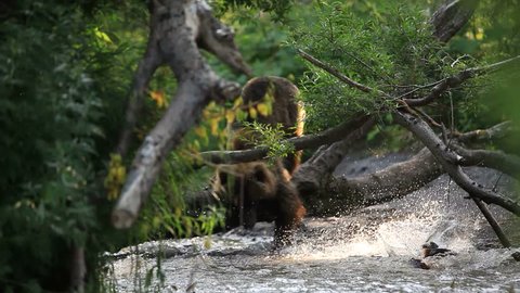 Grizzly bears fishing for salmon, Kamchatka, Russia