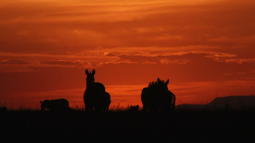 sun setting behind a group of zebras.
