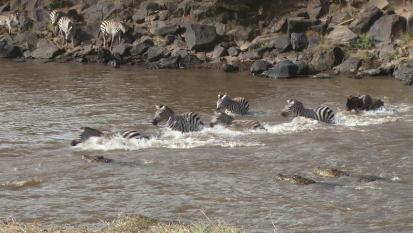 several crocodiles try hunting zebras during a crossing, one.
