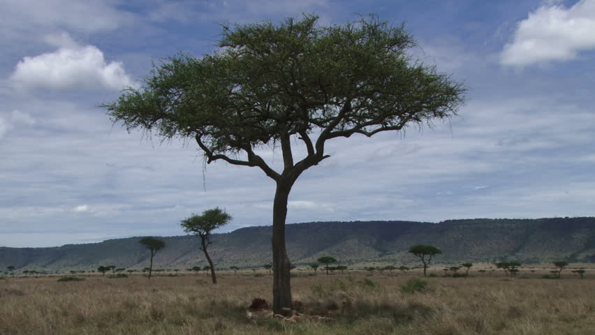 lions resting in a shade of acacia tree.
