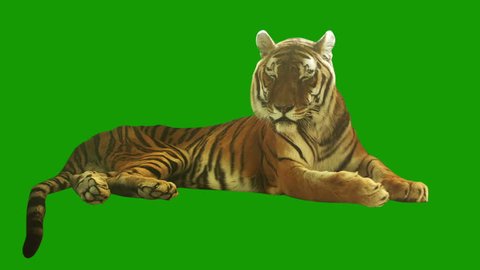 Tiger green screen Stock Video Footage - 4K and HD Video Clips ...