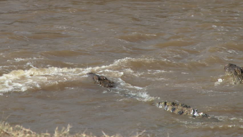 many crocodiles line up to hunt wildebeests together.
