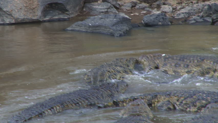 crocodiles share a meal of a wildebeest two.
