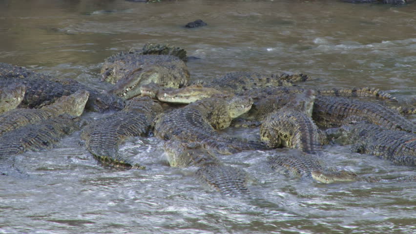 crocodiles share a meal of a wildebeest one.
