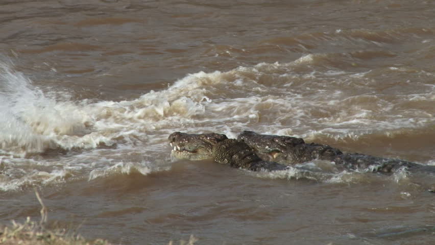 crocodiles hunt wildebeests together
