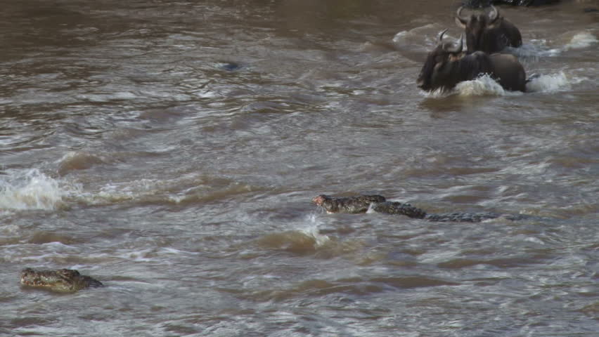 crocodiles hunt wildebeests together, four.
