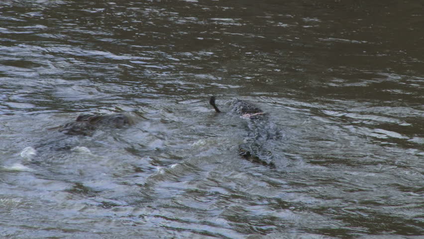crocodiles fight over a dead wildebeest, three
